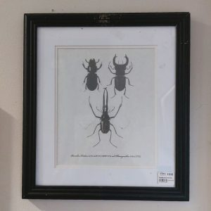Augusta - Horned Passalus Beetle, European Stag Beetle, Chilean Stag Beetle - Small | Home Decor | Art | The Elms